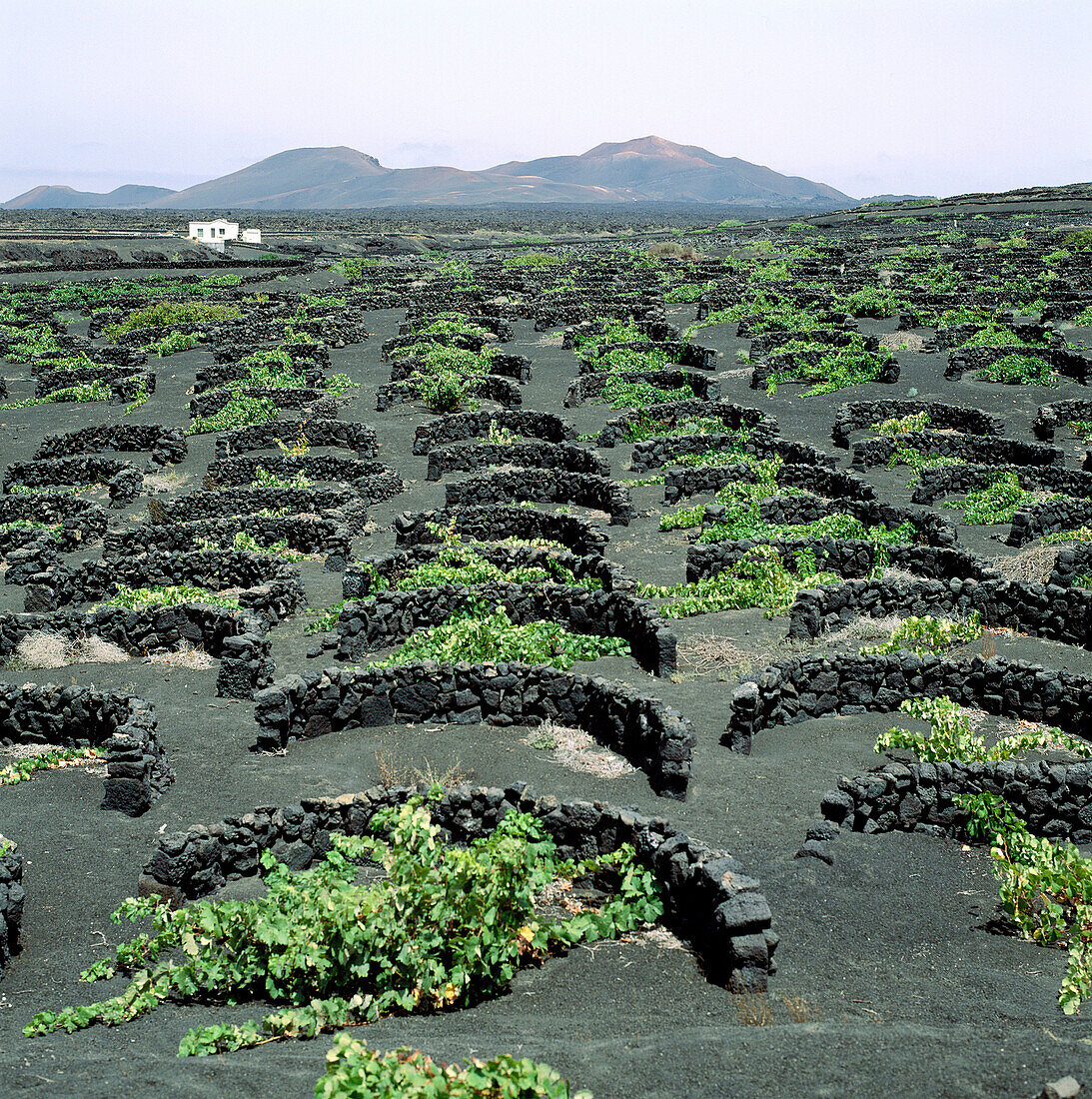 Vineyards, La Geria. Lanzarote, Canary Islands. Spain