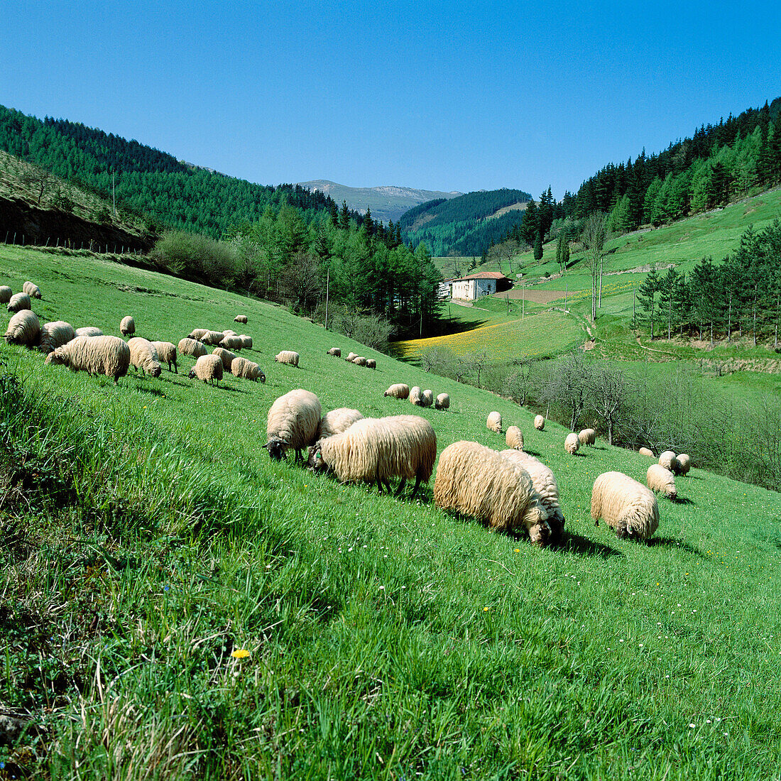 Sheep, Brincola, Legazpi, Guipúzcoa, Basque Country, Spain