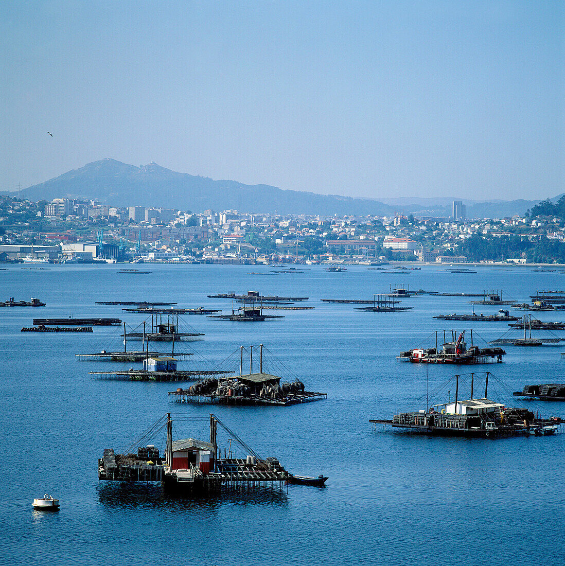 Bateas (Muschelplattformen). Ria de Vigo (Flussmündung). Galicien, Spanien