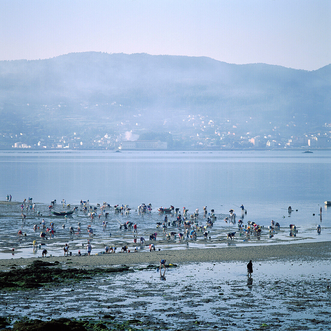 Mariscadores (sellfish gatherers). Combarro, ria de Pontevedra, Galicia, Spain