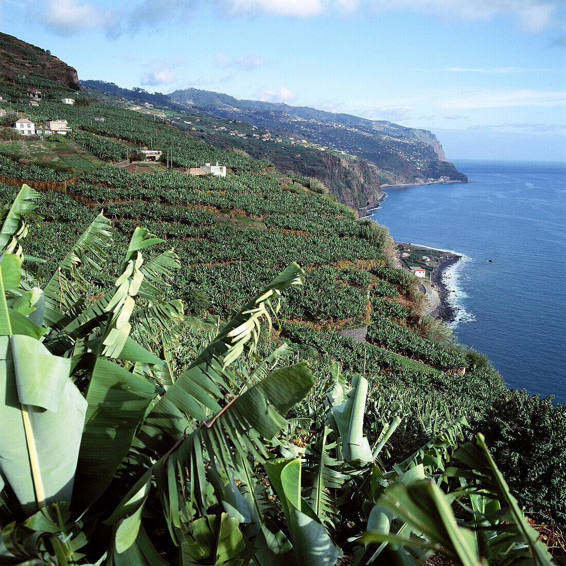 Banana trees plantation. Punta do Sol, Madeira Island, Portugal