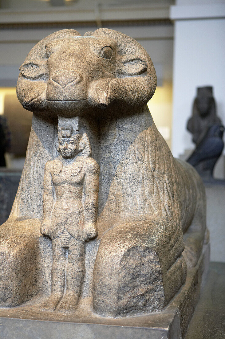 Granite statue of Amun in the form of a ram protecting King Taharqa, Egyptian sculpture, The British Museum, London. England. UK.