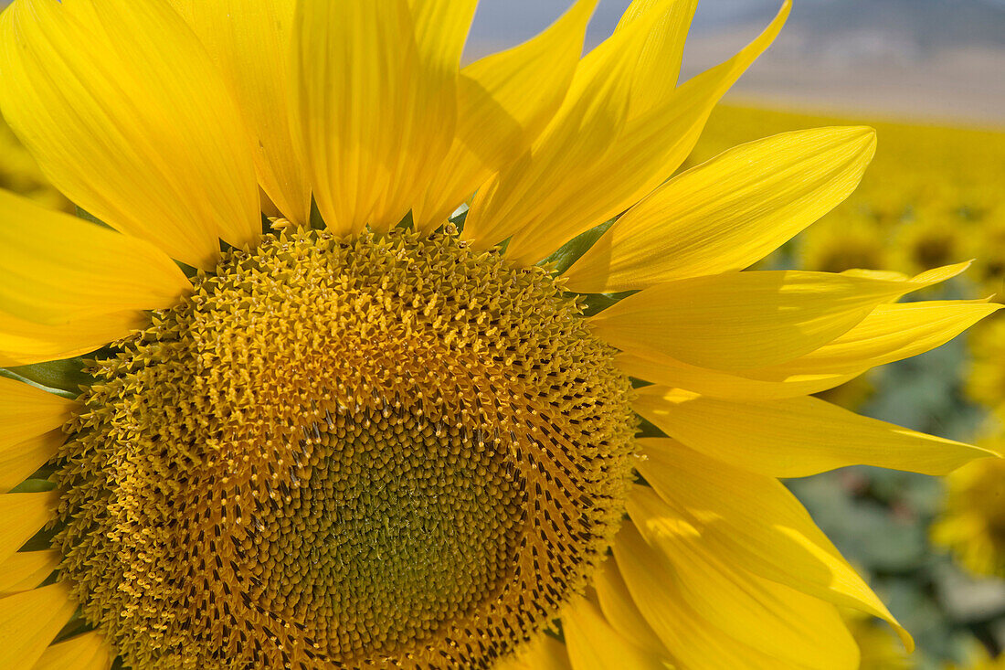 Sonnenblumenfeld. Landgut Learza. In der Nähe von Estella, Navarra, Spanien