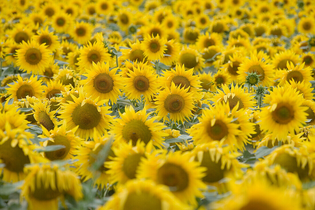 Sonnenblumenfeld. Landgut Learza. In der Nähe von Estella, Navarra, Spanien