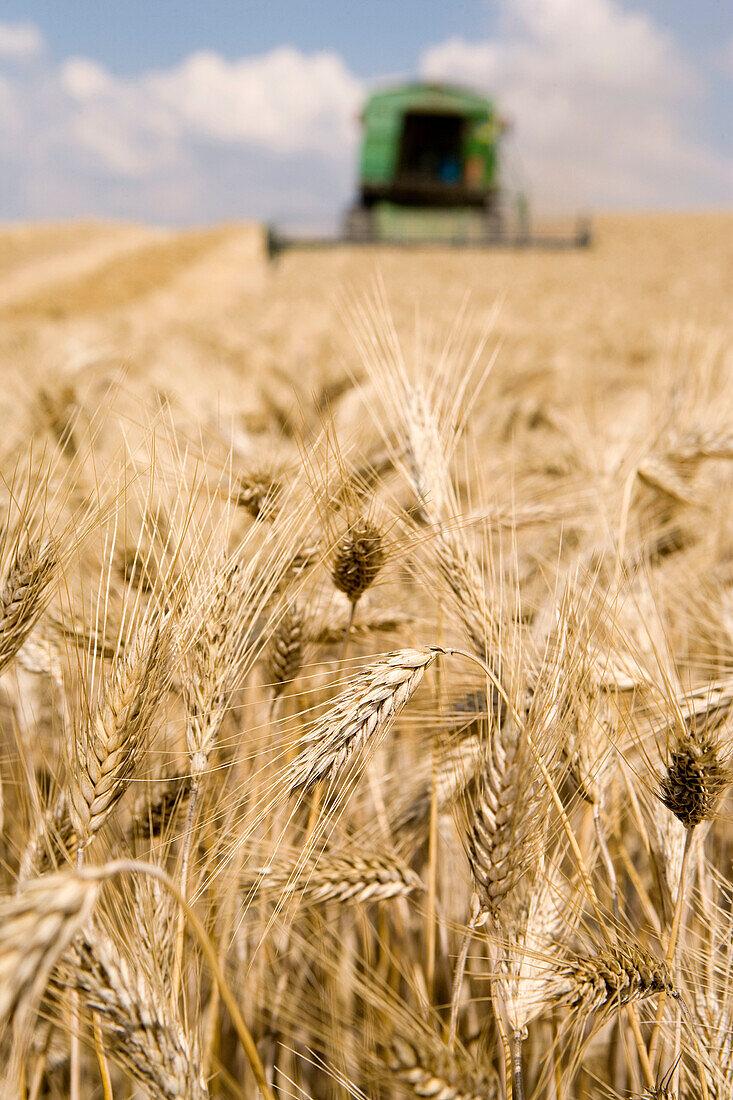 Landwirtschaftliche Maschinen. Mähdrescher auf einem Weizenfeld. Landgut Learza. In der Nähe von Estella, Navarra, Spanien