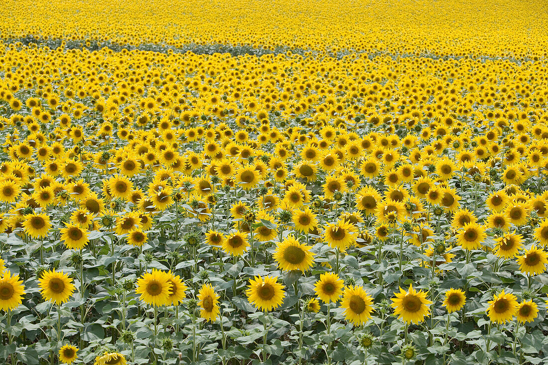 Sonnenblumenfeld. Landgut Learza. In der Nähe von Estella, Navarra, Spanien