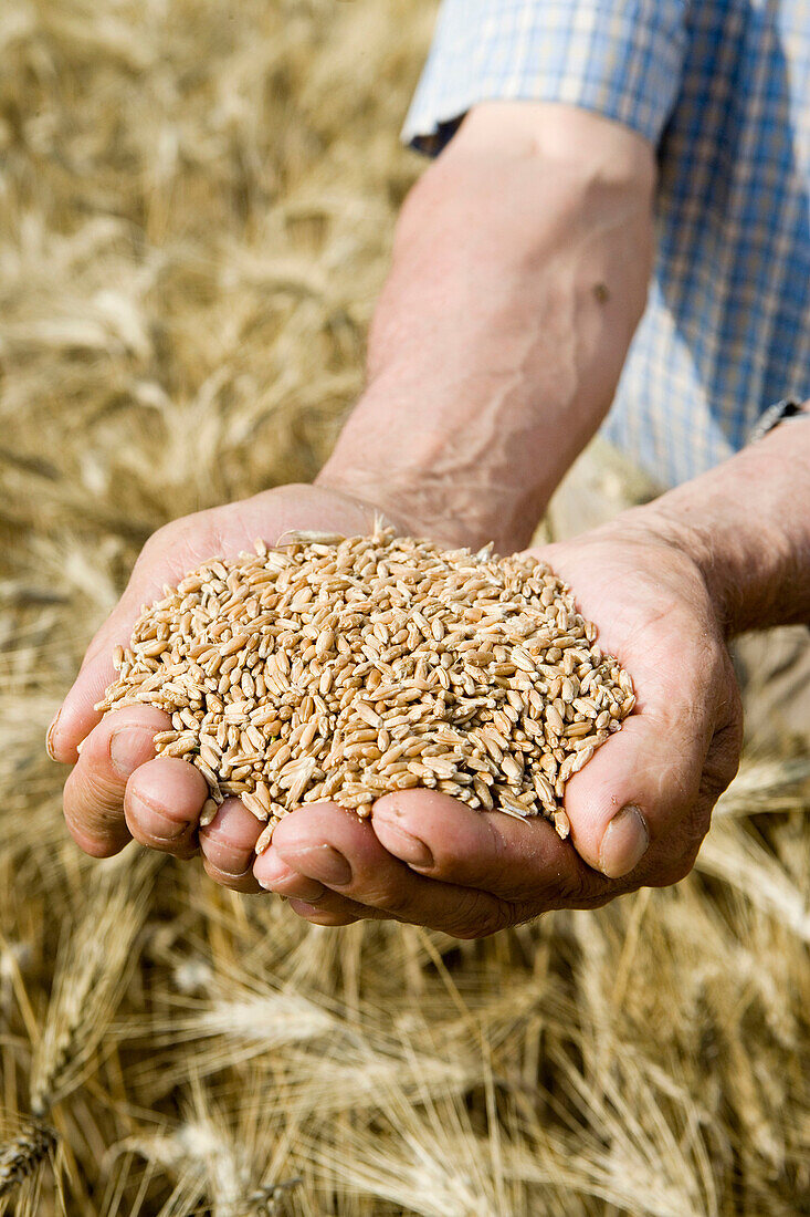 Wheat grains. Harvesting of cereals, Learza estate. Near Estella, Navarre, Spain