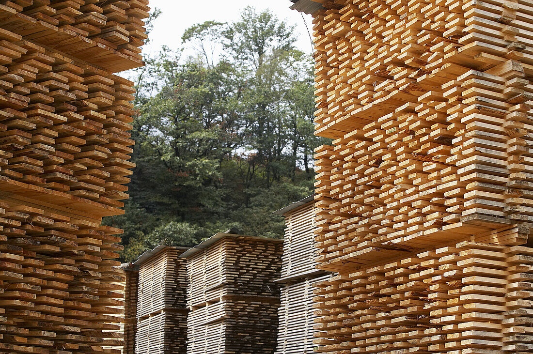 Holztrocknung. Leizaran-Tal, Berastegi, Guipuzcoa, Euskadi, Spanien