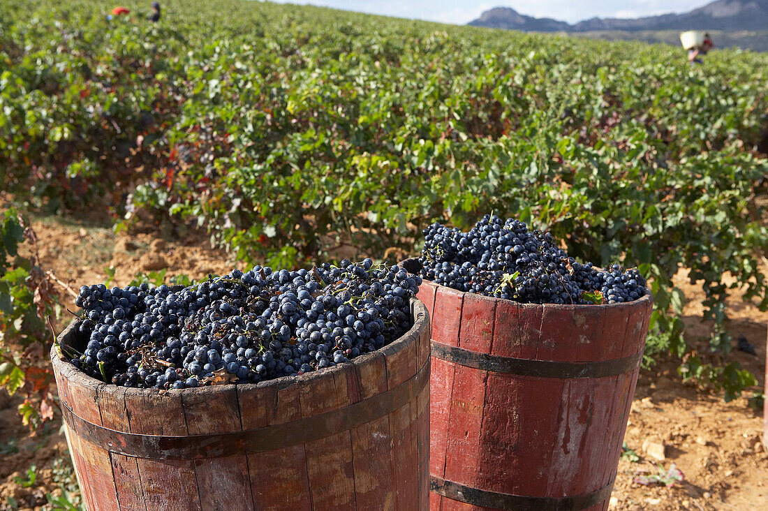 Raisin wooden tubs. Traditional vintage. Viña Tondonia. Bodegas R. López de Heredia. Haro. La Rioja. Spain.