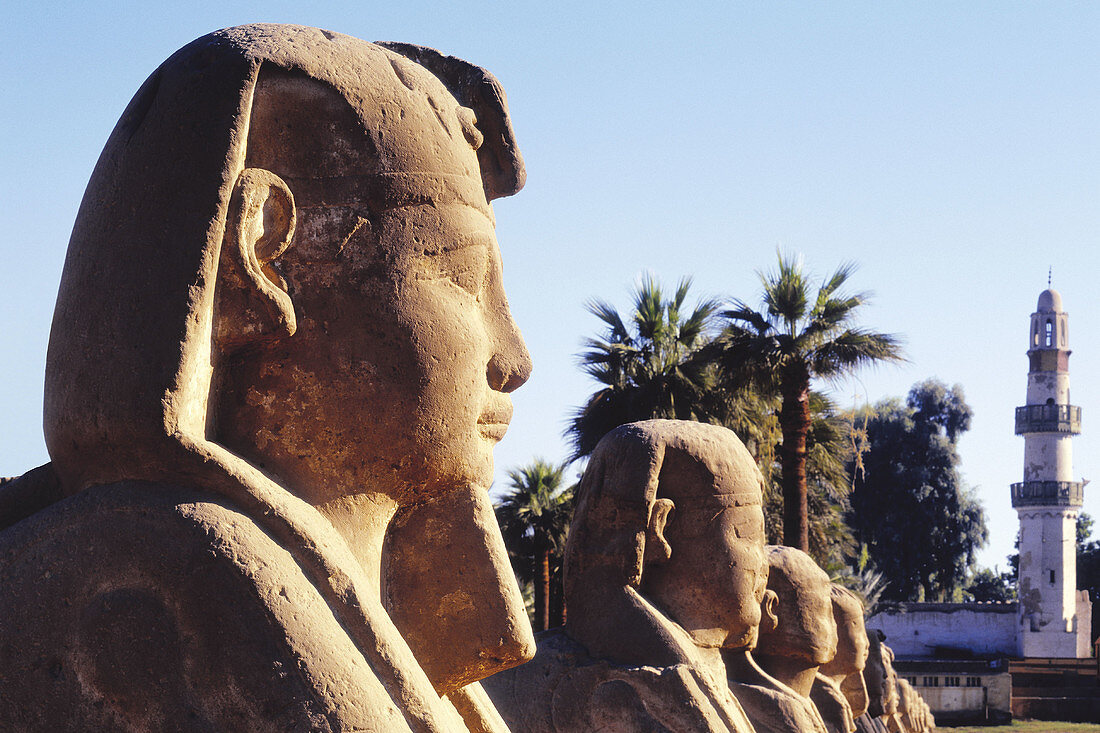 Avenue of the Sphinxes. Luxor temple. Egypt
