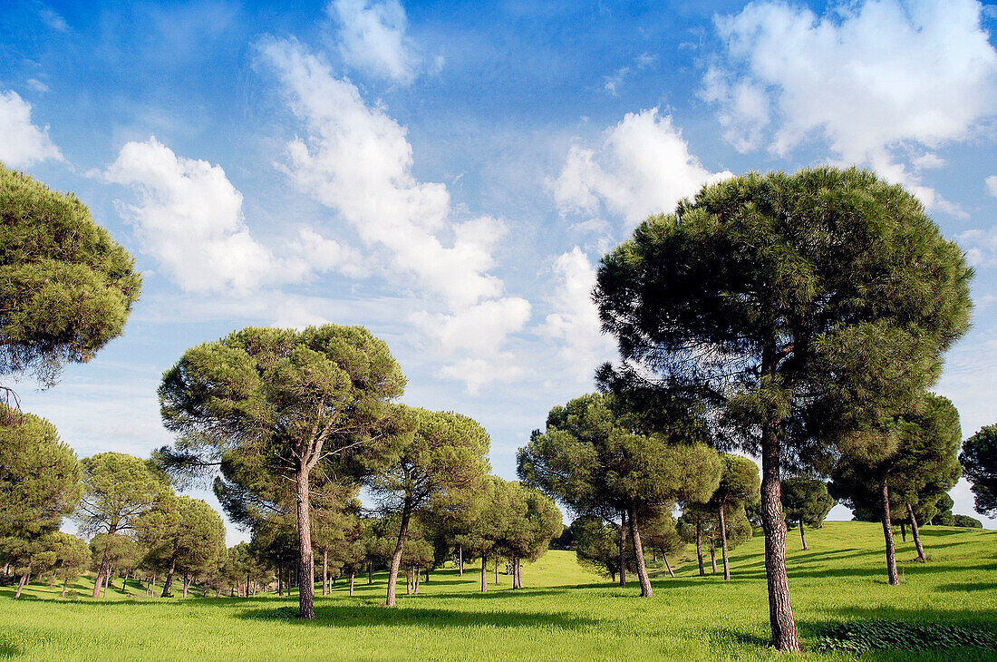 Doñana National Park. Huelva province. Spain