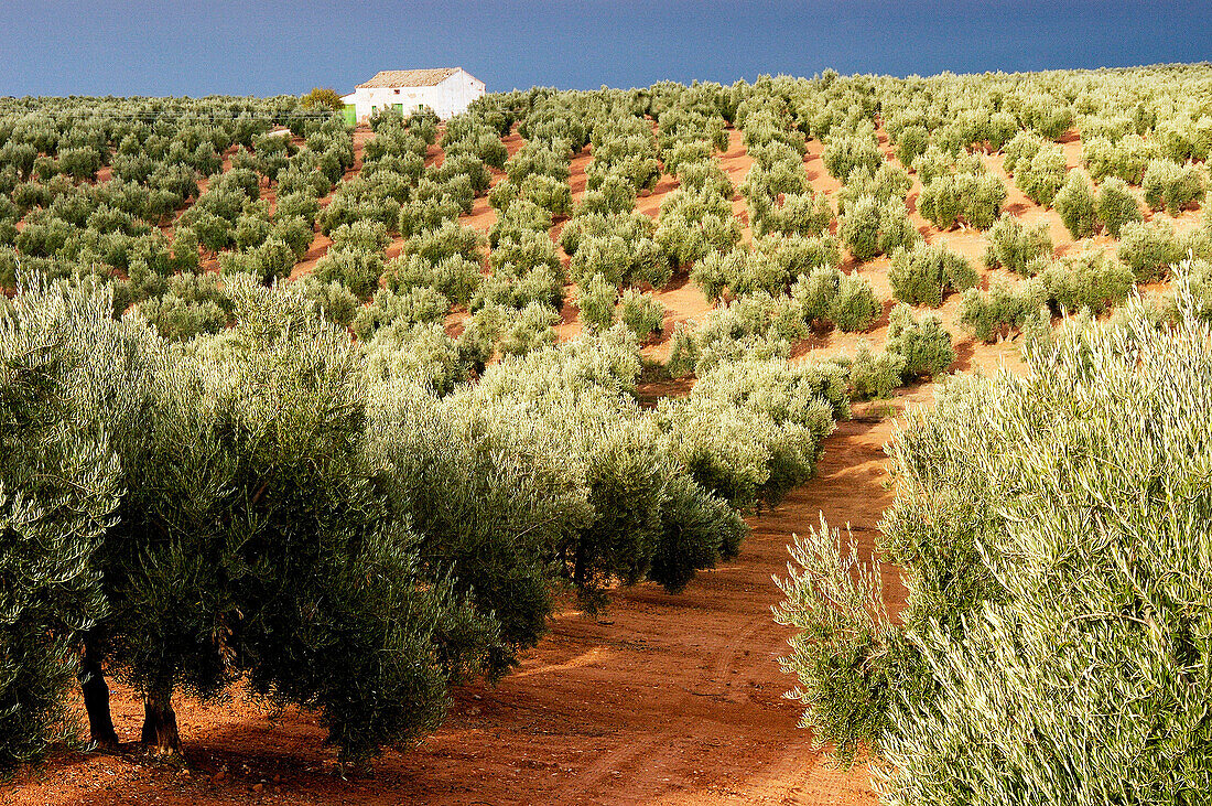 Olive grove near Baeza. Jaén province. Spain