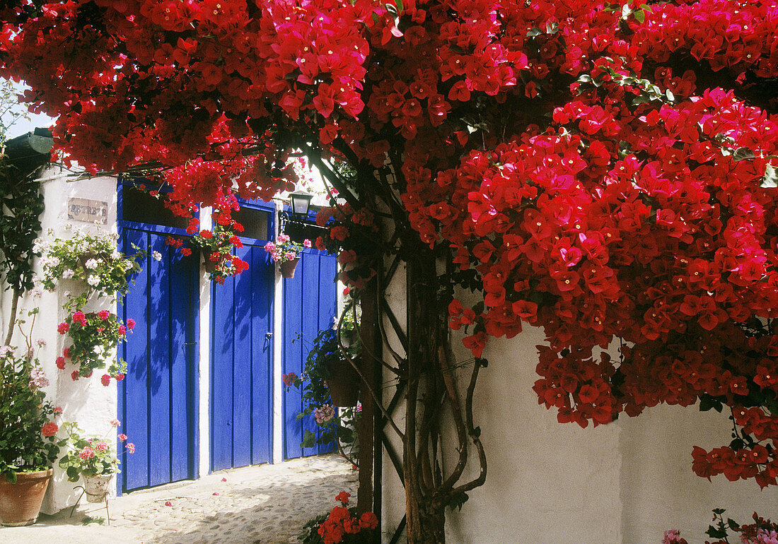 Patio. Córdoba. Spain