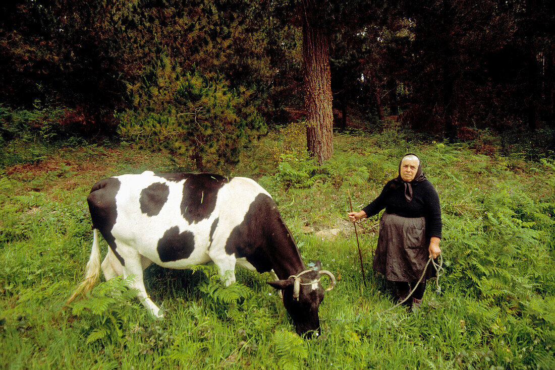  Exterior, Farm animals, Farming, Female, Full-body, Full-length, Galicia, Graze, Grazing, Horizonta