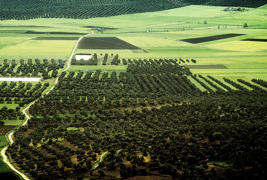 Vega de Antequera. Málaga province, Spain