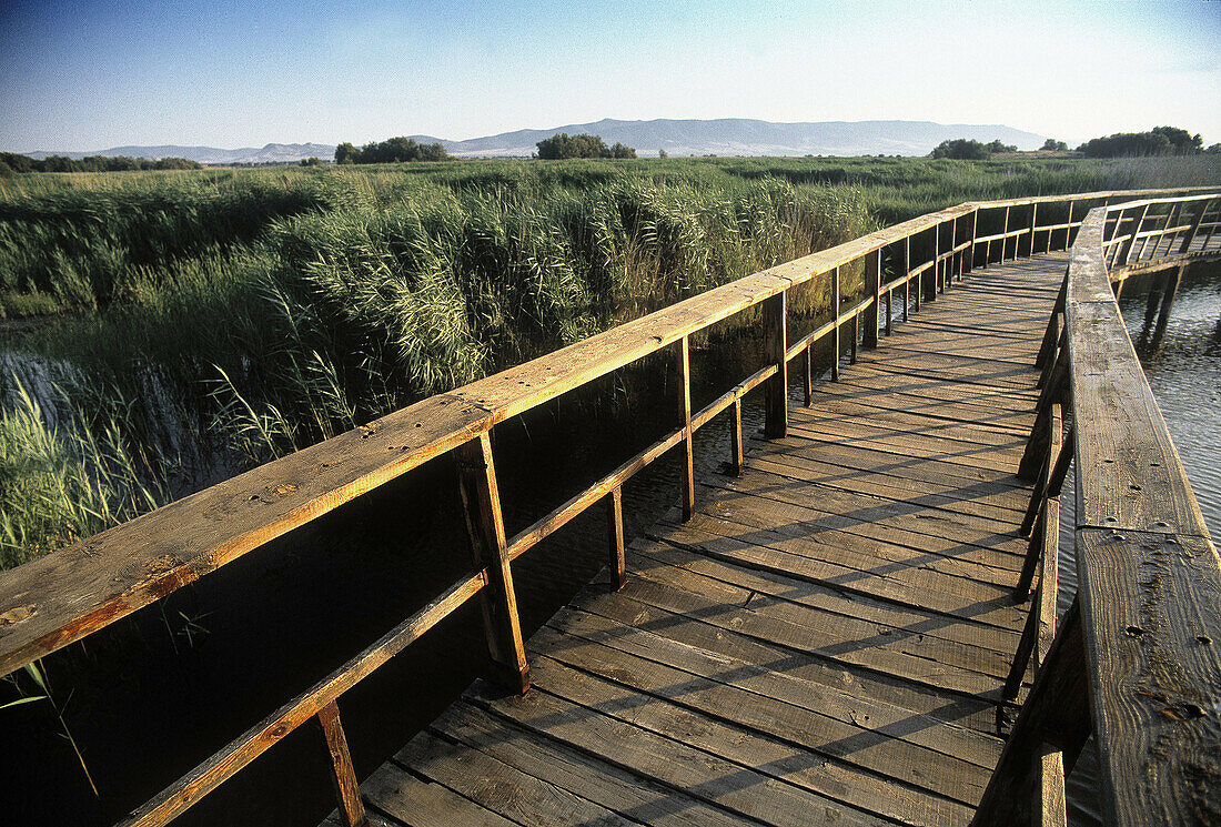 Tablas de Daimiel National Park. Ciudad Real province. Spain