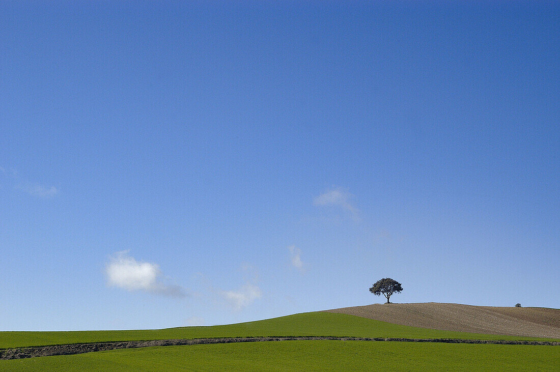 Country landscape near Fernan Núñez. Córdoba province, Spain