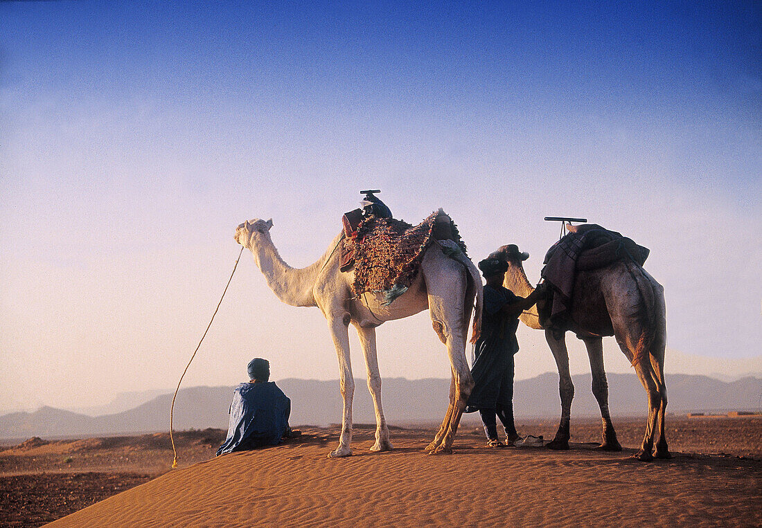 Men and camels in the dunes of Tindou, South Zagora. Morocco