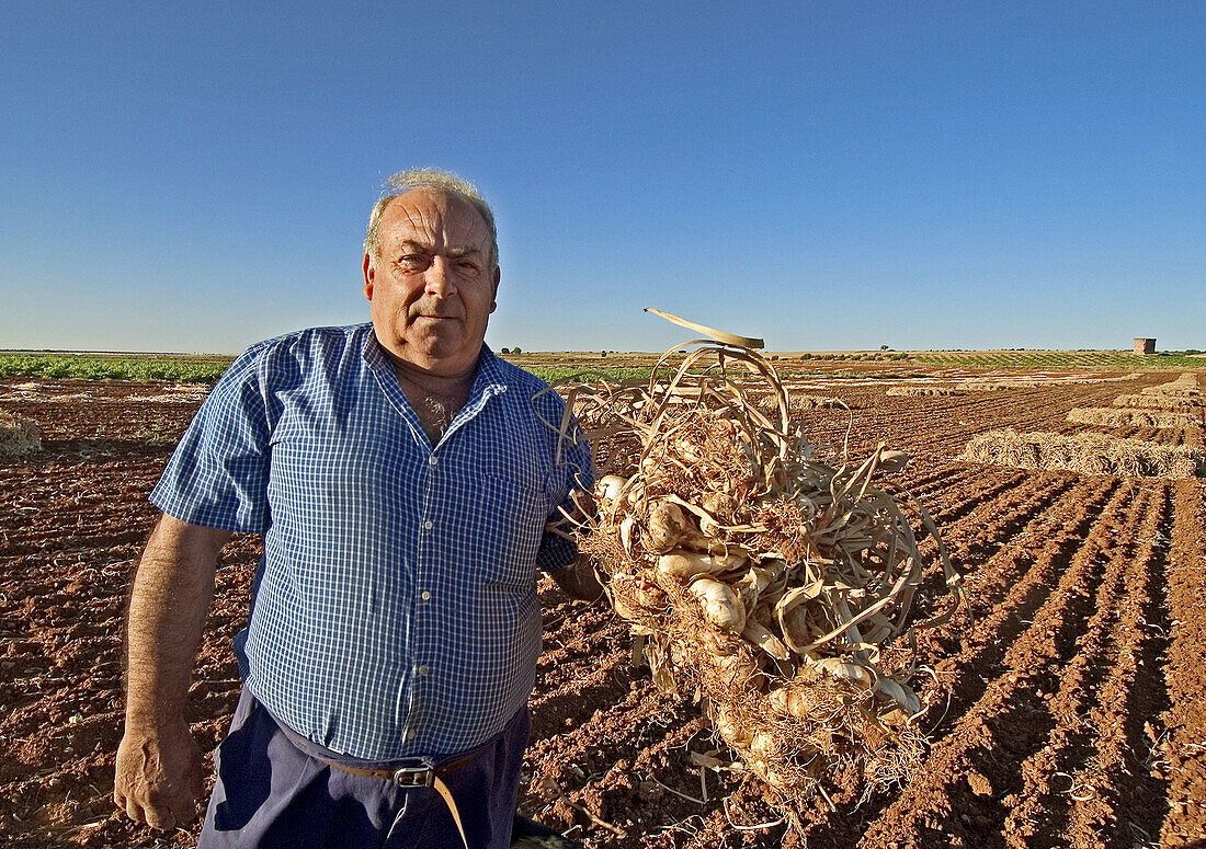 Spain. La Mancha region. Las Pedroñeras. Garlic harvest