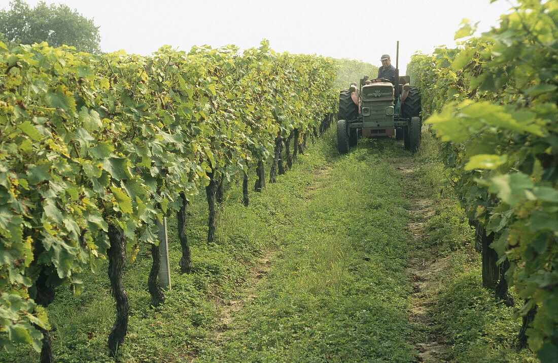 Domaine de Jouanda. Arthez d Armagnac. France