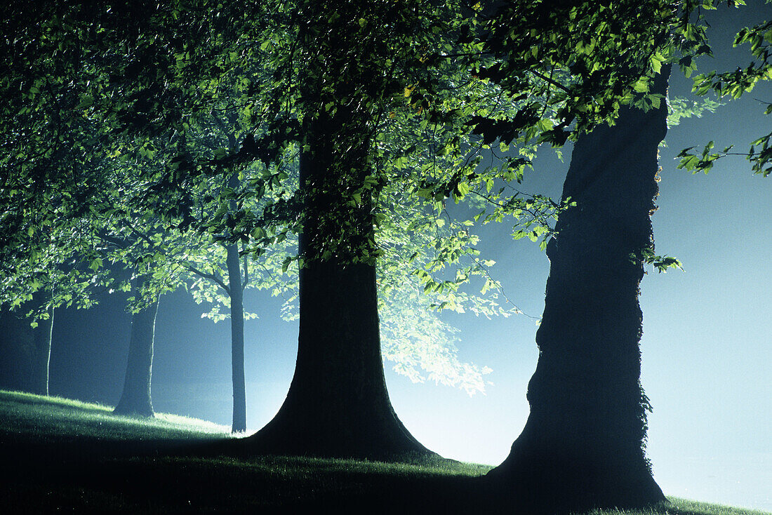  Außen, Baum, Bäume, Baumstamm, Baumstämme, Blatt, Blätter, Dicht, Farbe, Geheimnis, Geheimnisvoll, Geräuschlosigkeit, Grün, Hintergrundbeleuchtung, Nacht, Natur, Nebel, Niemand, Ökosystem, Ökosysteme, Rücklicht, Ruhe, Ruhig, Silhouette, Silhouetten, Stam