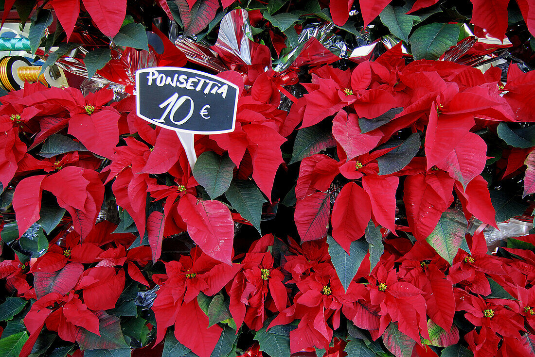 Poinsettias, Christmas plants. Las Ramblas. Barcelona. Catalonia. Spain.