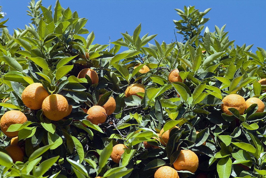 An orange tree in Greece.