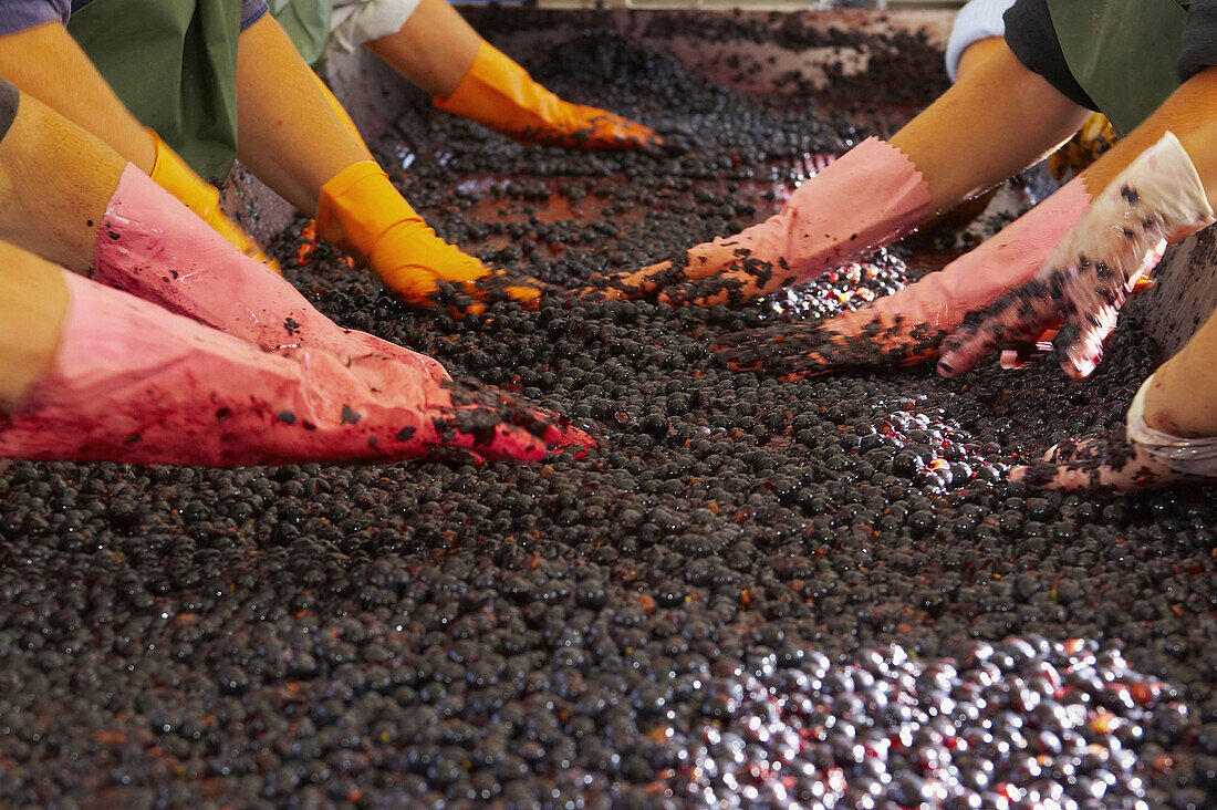 Beerenauslese beim Weingut Château Léoville-Lascases, St.Julien, Médoc, Dept. Gironde, Frankreich, Europa