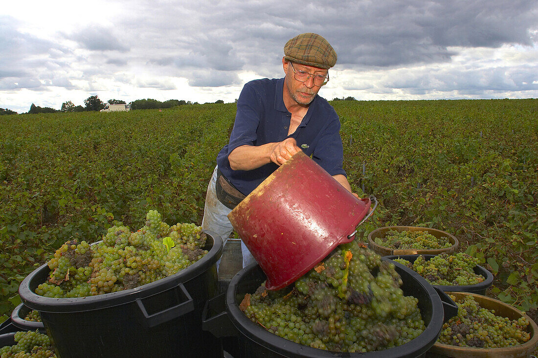 Weinlese bei Gorges auf dem Weingut Christophe Branger, Muscadet, Pays Nantais, Sèvre et Maine, Dept. Loire-Atlantique, Frankreich, Europa