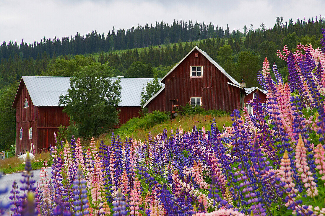 Rote Holzhäuser mit Lupinen in Blasjöfjellet am Stor-Jorm, Jämtland, Nordchweden