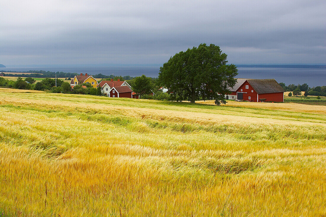 Getreidefelder und Gehöfte bei Gränna mit dem Vättern-See, Östergötland, Südschweden