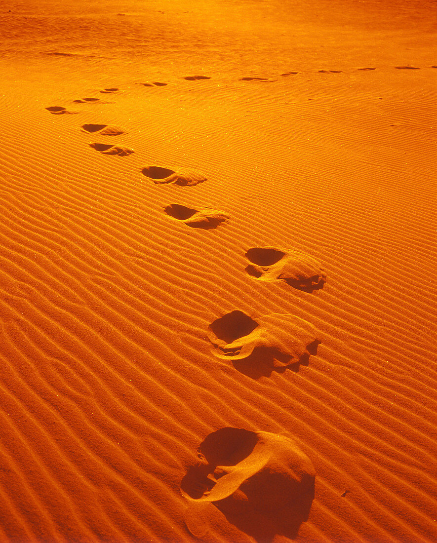 Footsteps in desert sand.