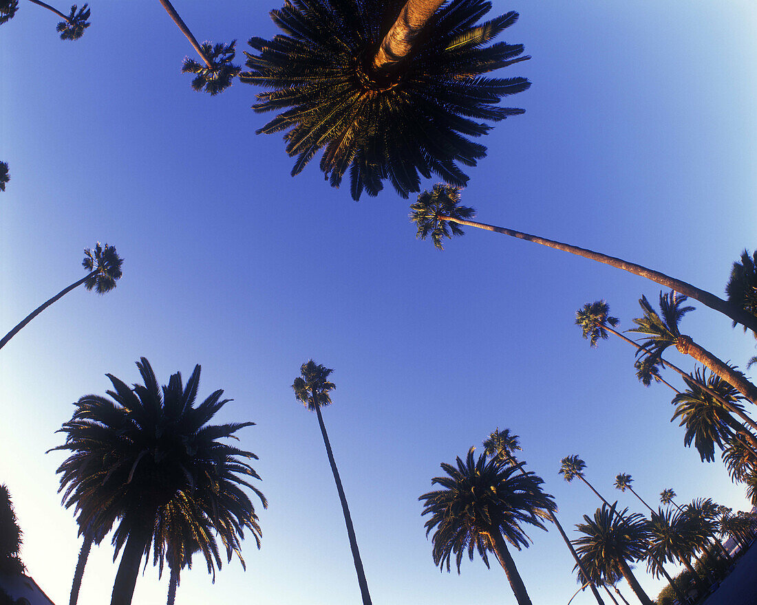 Palm trees carson street, Beverly hills, Los angeles, California, USA.
