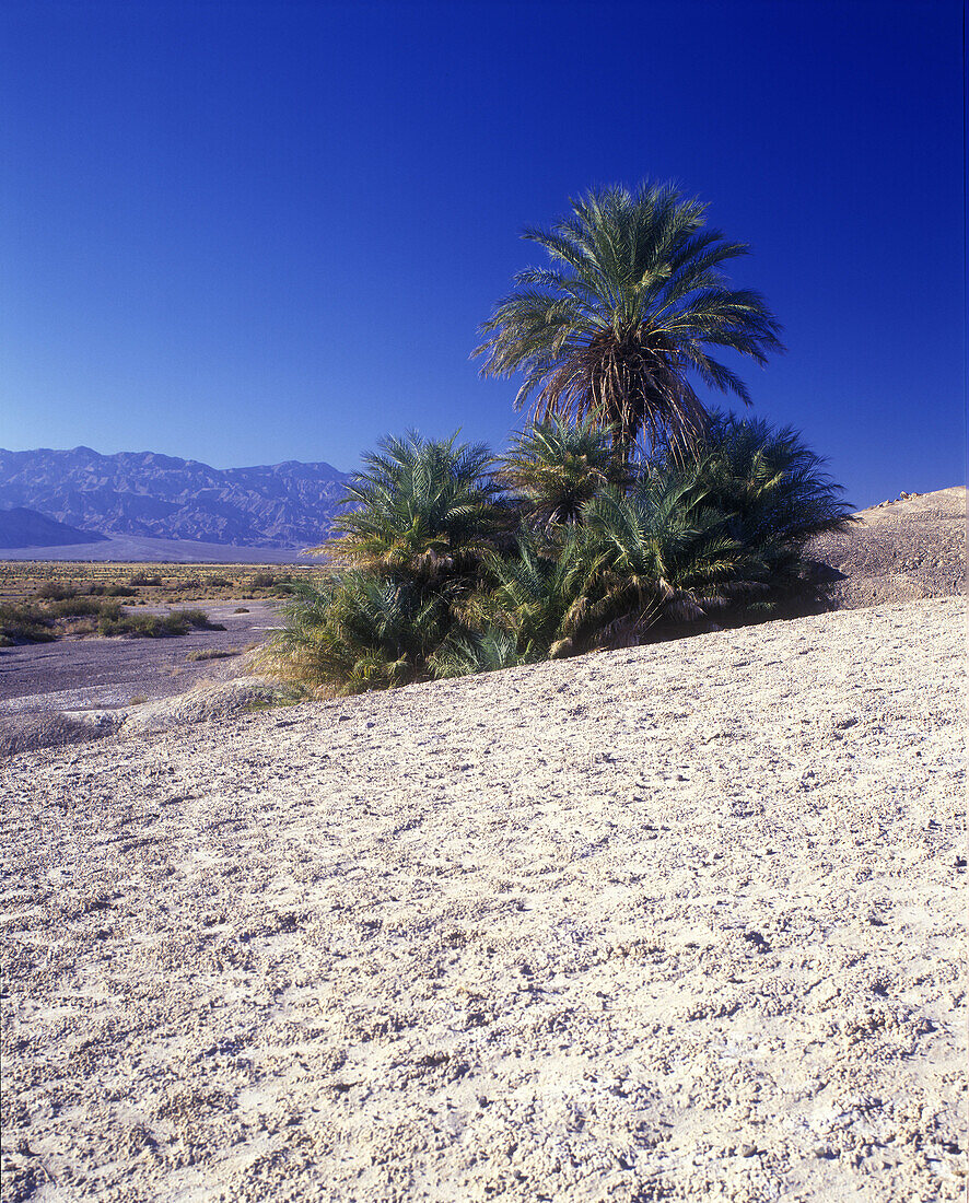Scenic palm trees, Death valley National Park, California, USA.