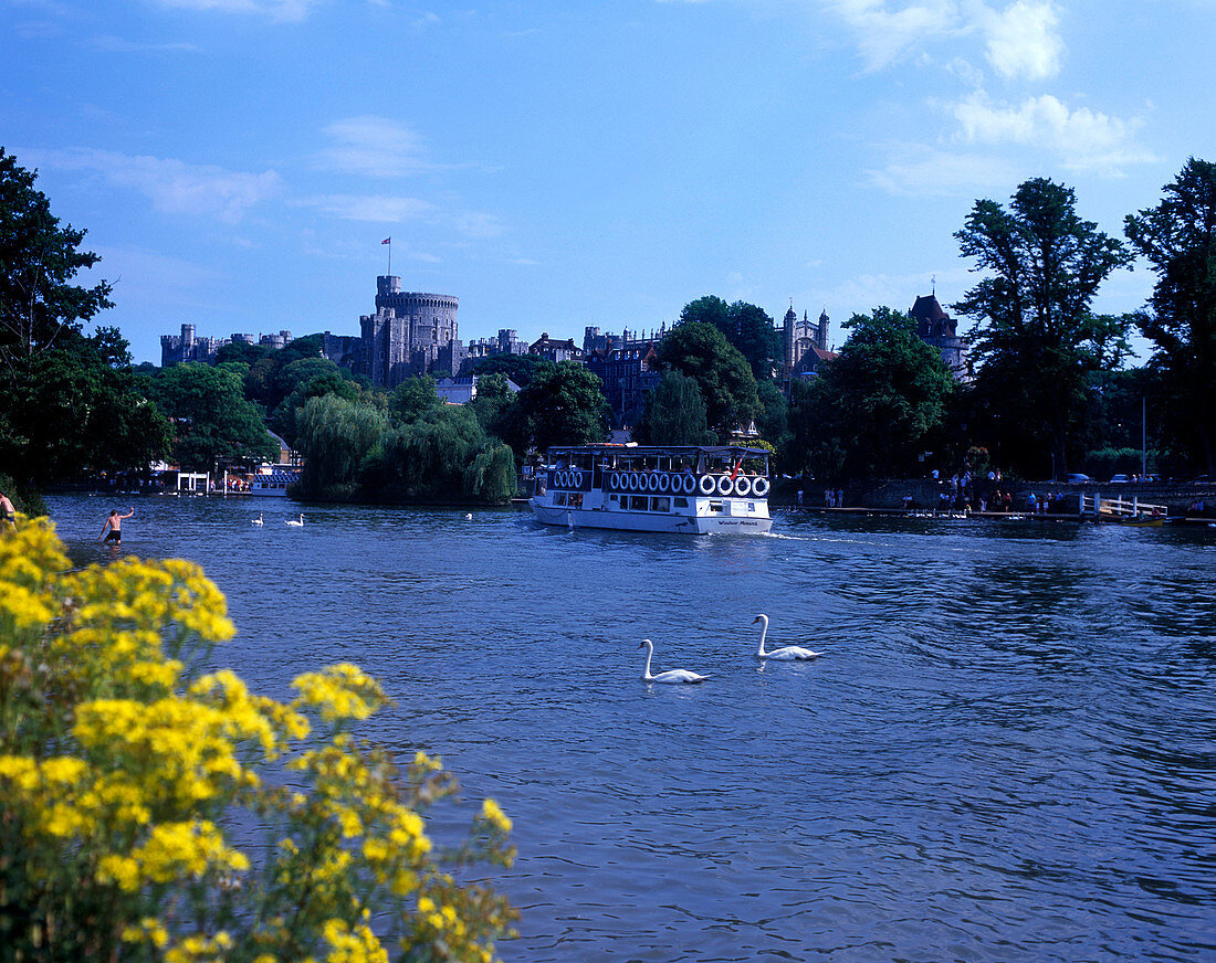 Scenic river thames, Windsor castle, Windsor, Berkshire, England, U.K.