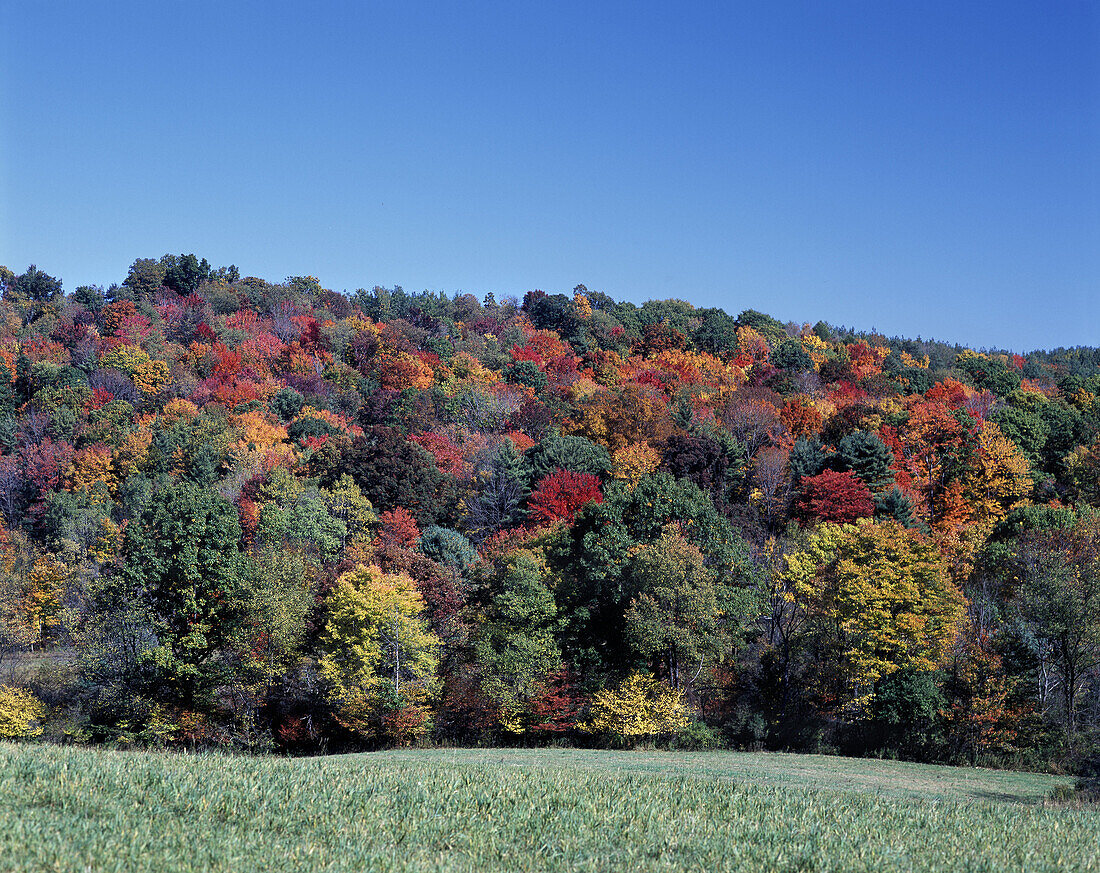 Scenic fall foliage, Coolspring, Jefferson county, Pennsylvania, USA