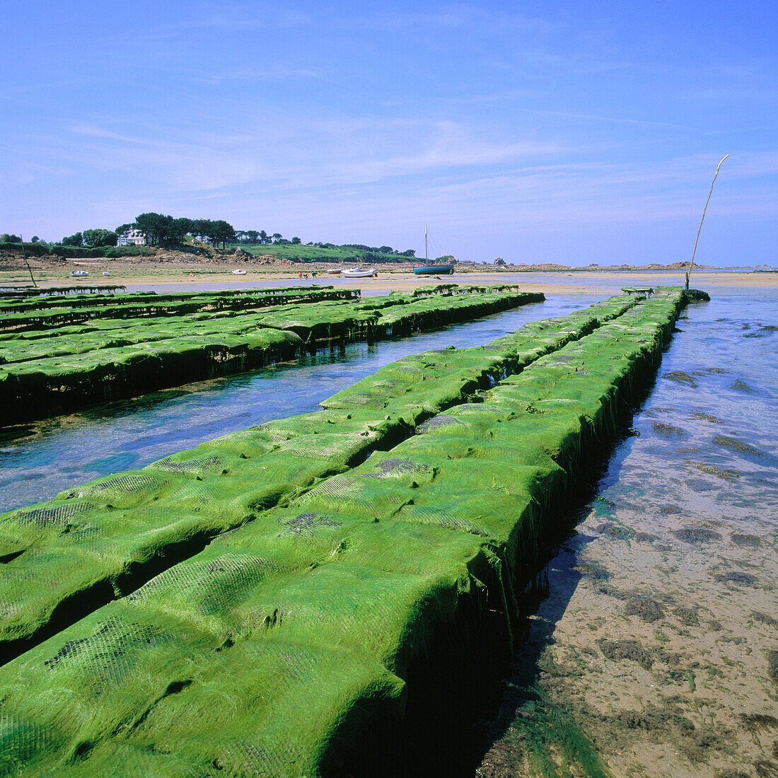 Oyster farm and Green Algae. Bretagne. France