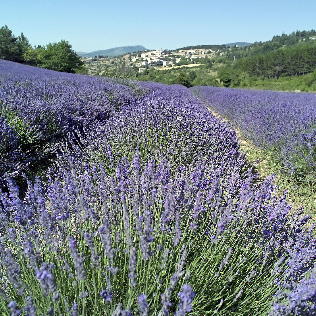 Blossoming lavender field and Aurel Village. Vaucluse, Provence. France.