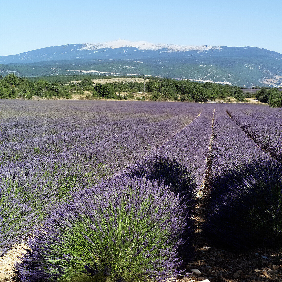 Blossoming lavender field and Mont Ventoux mountain. Vaucluse, Provence. France.