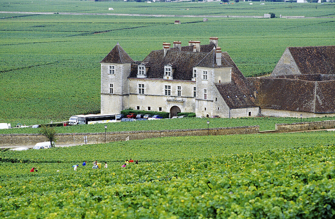 Clos Vougeot castle within the vineyards. Cote d or. Burgundy. France