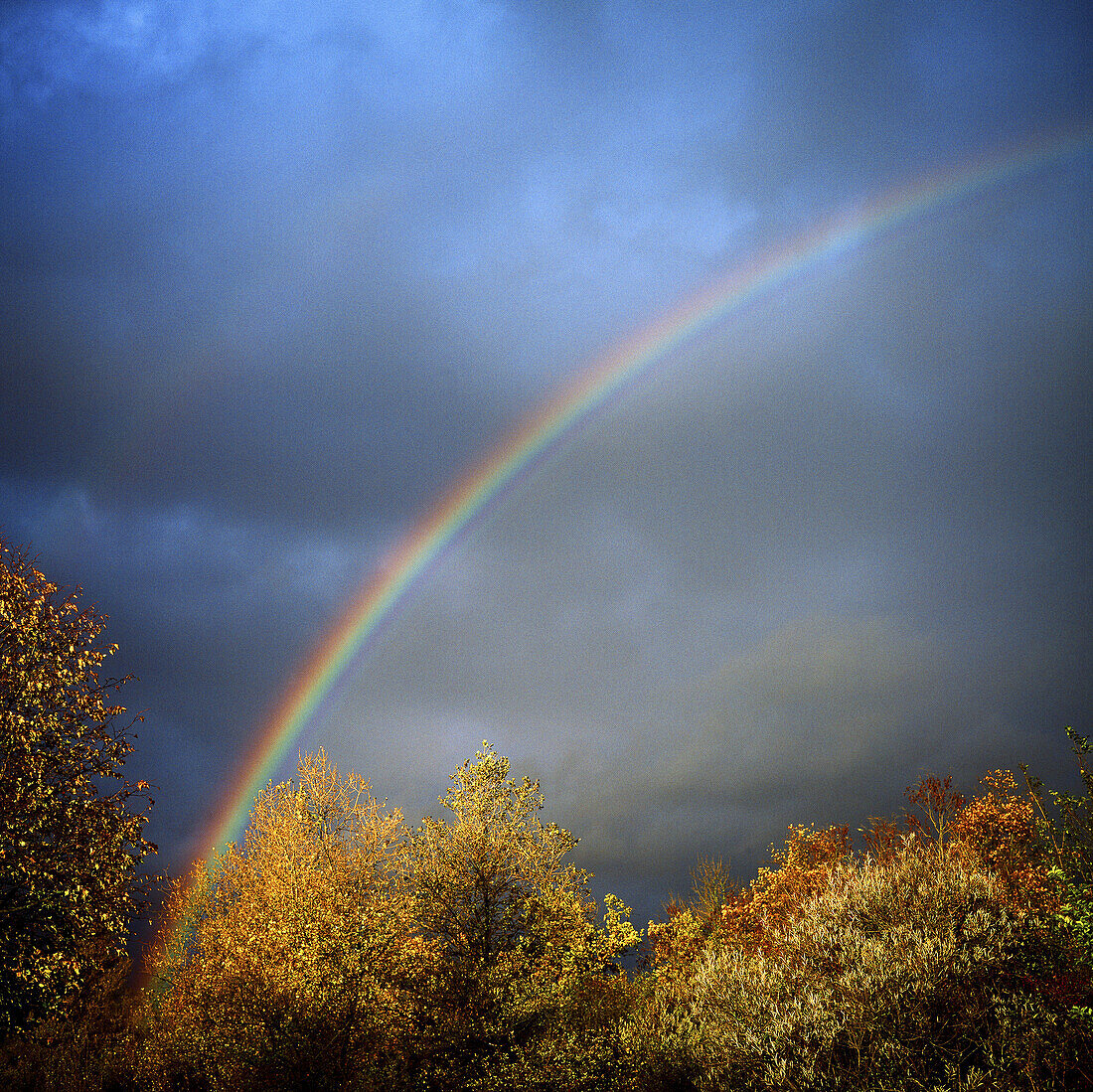 Rainbow with autumnal tree foliage and stormy sky