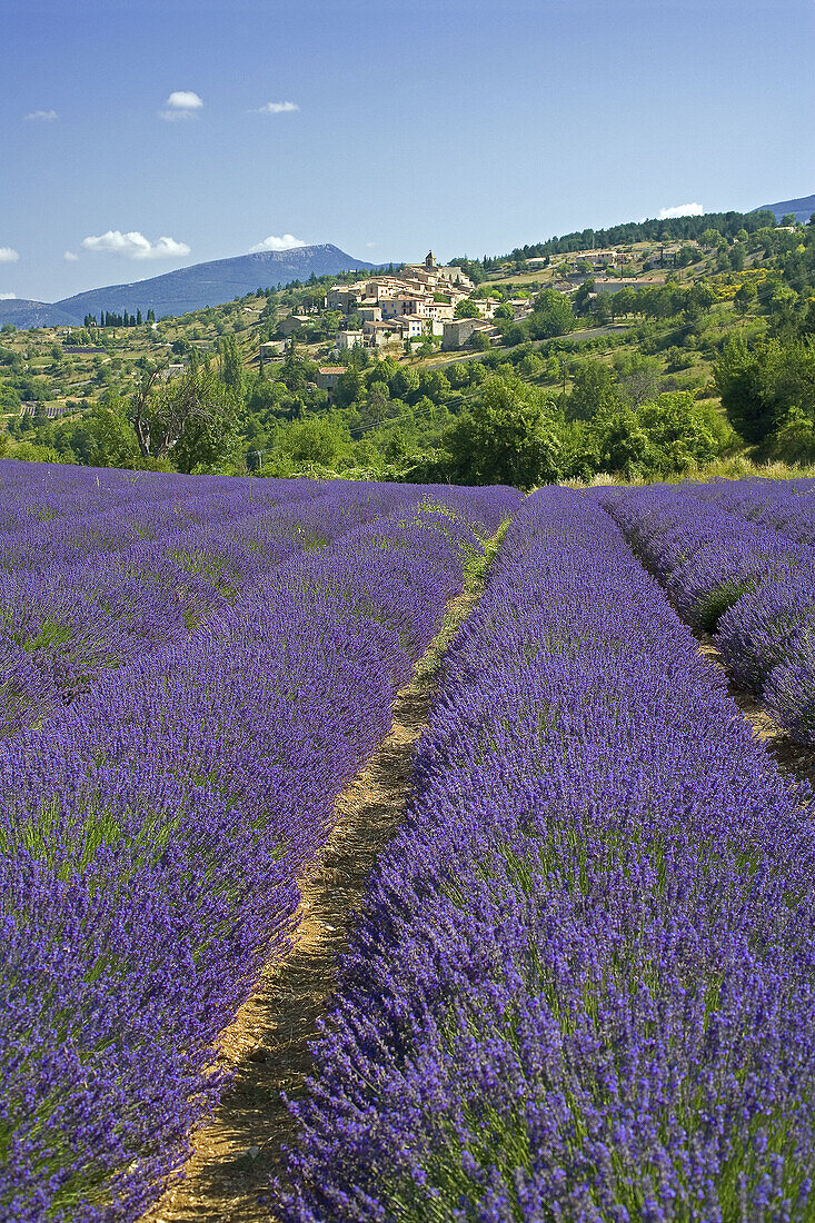 Blooming lavender field and Aurel village. Provence. France.