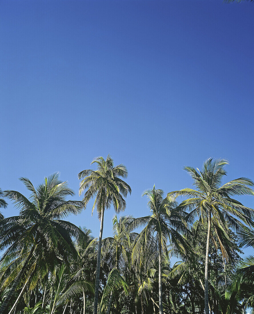  Blue, Blue sky, Color, Colour, Daytime, Exterior, Low angle view, Nature, Outdoor, Outdoors, Outside, Palm, Palm tree, Palm trees, Palms, Skies, Sky, Travel, Travels, Tropical, Vegetation, View from below, World locations, World travel, Worm s eye view, 