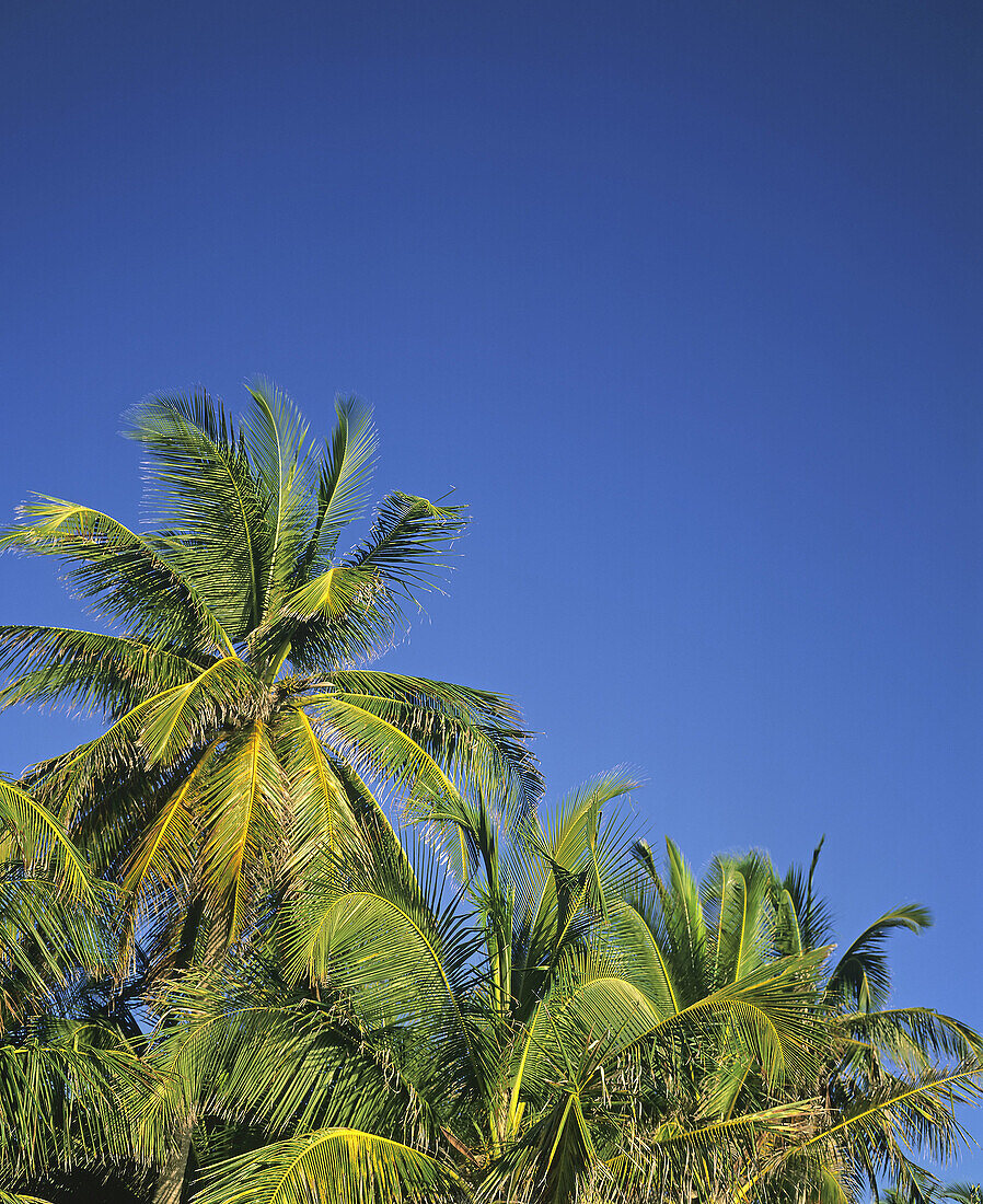  Blue, Blue sky, Color, Colour, Daytime, Exterior, Low angle view, Nature, Outdoor, Outdoors, Outside, Palm, Palm tree, Palm trees, Palms, Skies, Sky, Travel, Travels, Tropical, Vegetation, View from below, World locations, World travel, Worm s eye view, 