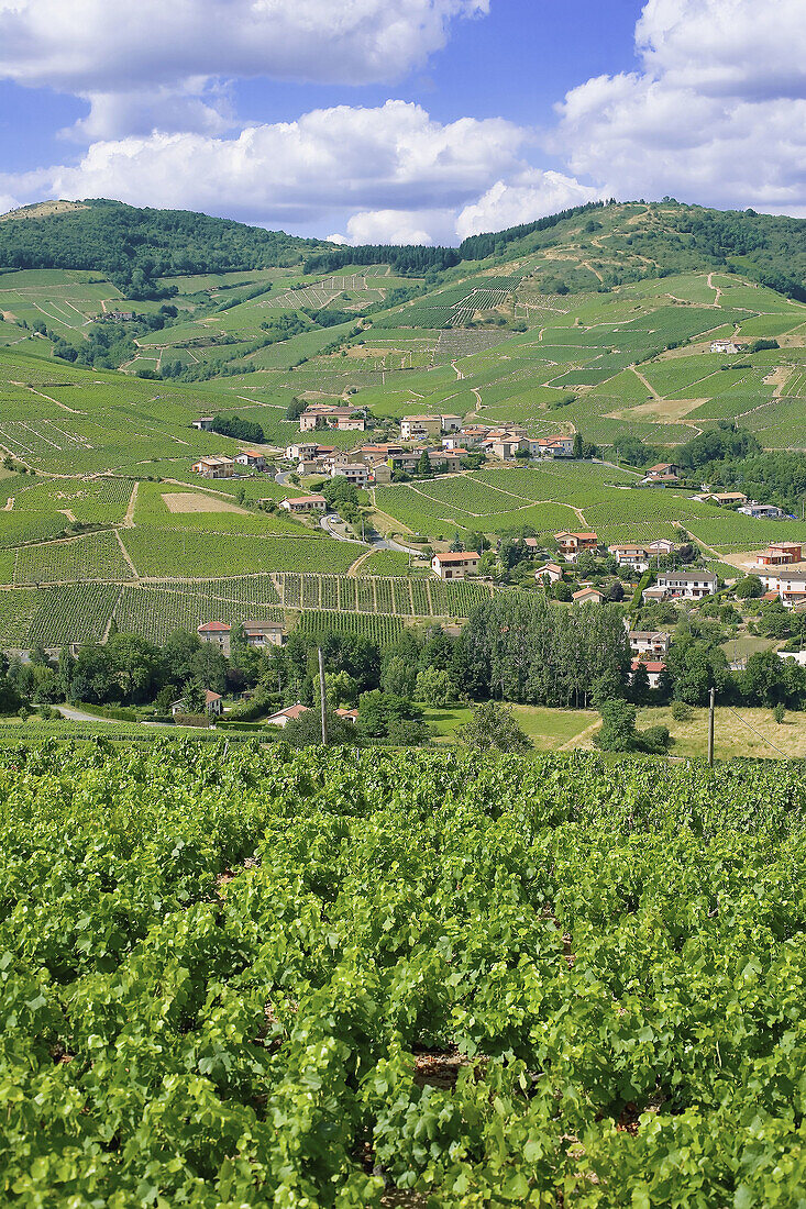 Vineyards and La Creuse village. Beaujolais wine country. Rhone Valley. France.