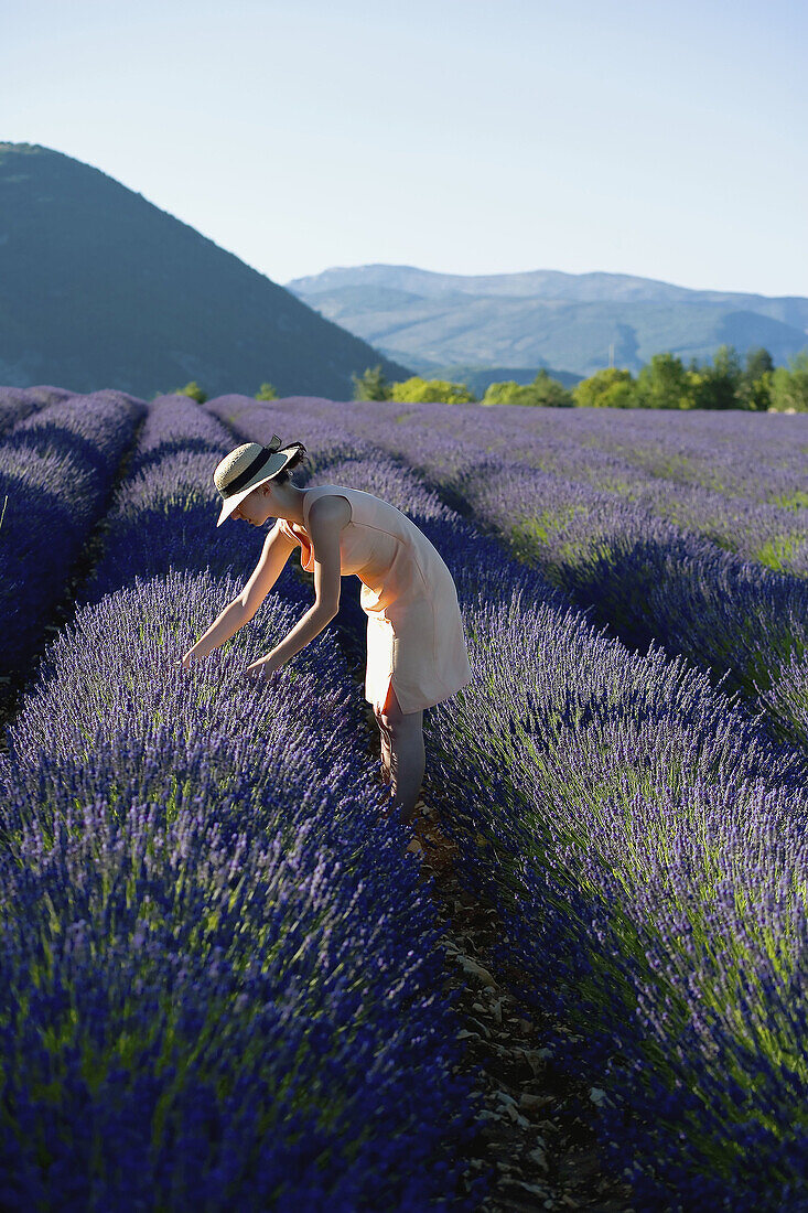 Young woman in blooming lavender field. Provence, France