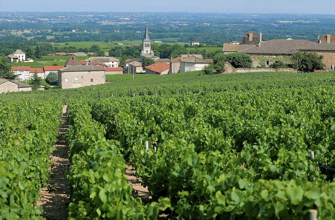 Vineyard and Fleurie village. Beaujolais wine country. Rhone Valley. France.