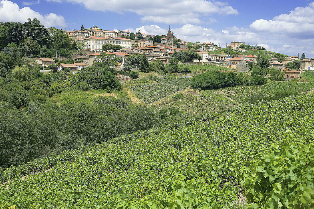 Vineyards, Vaux-en-Beaujolais village in Beaujolais wine country. Rhône-Alpes, France