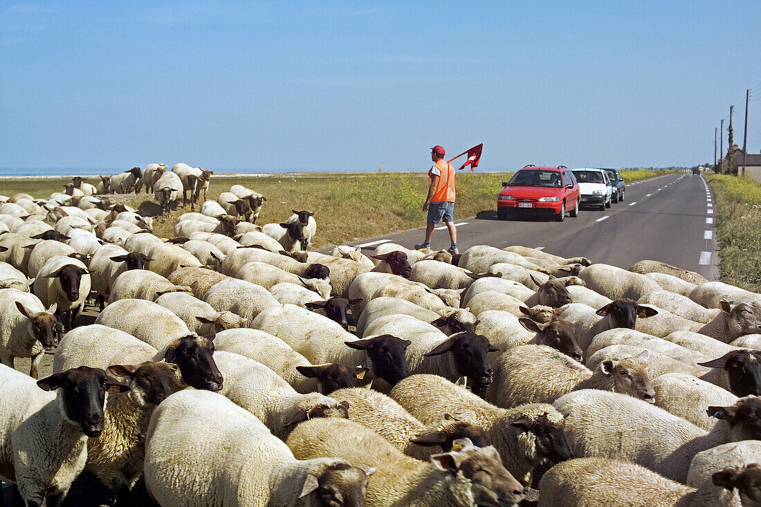 Sheep crossing road and shepherd stopping car traffic. Britanny. France.