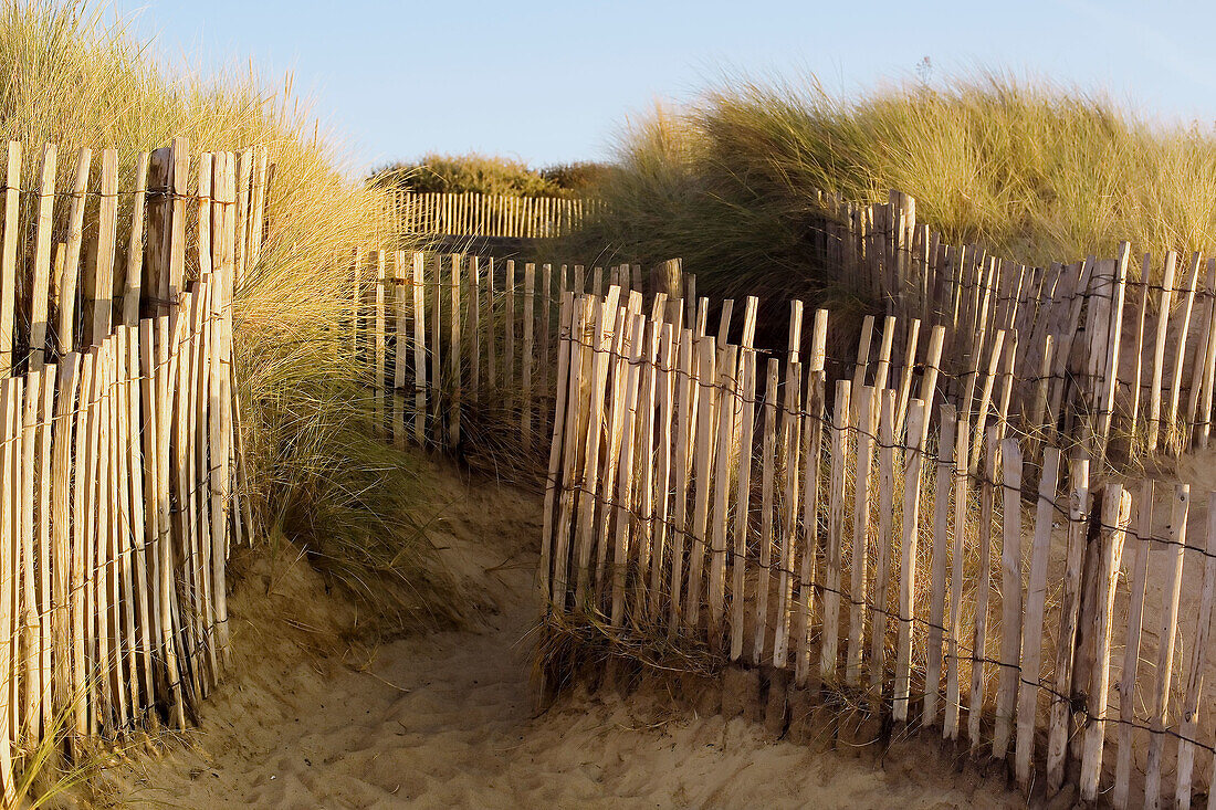 Fence with sea grasses. Brittany. France.